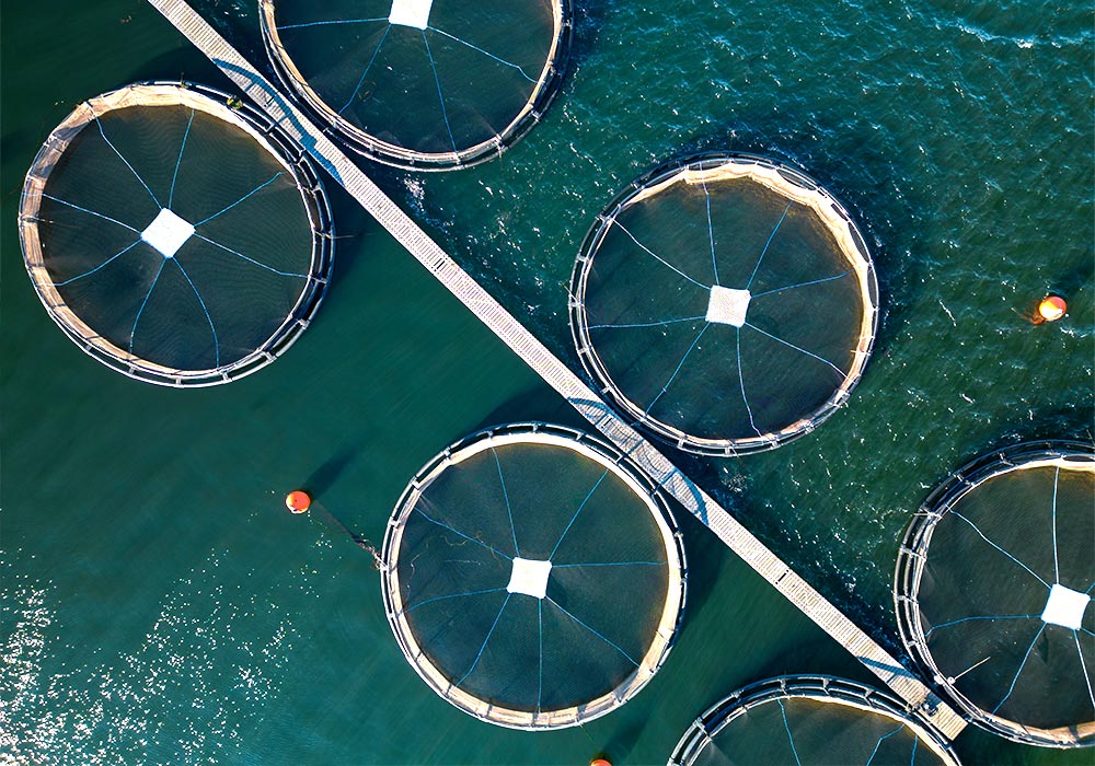 Yucca extract for aquaculture